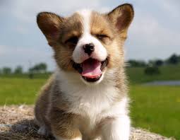 cutepuppy