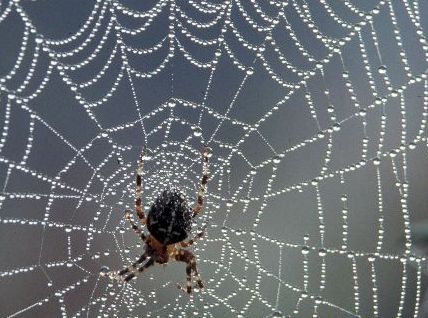 spider_web_with_dew.jpg